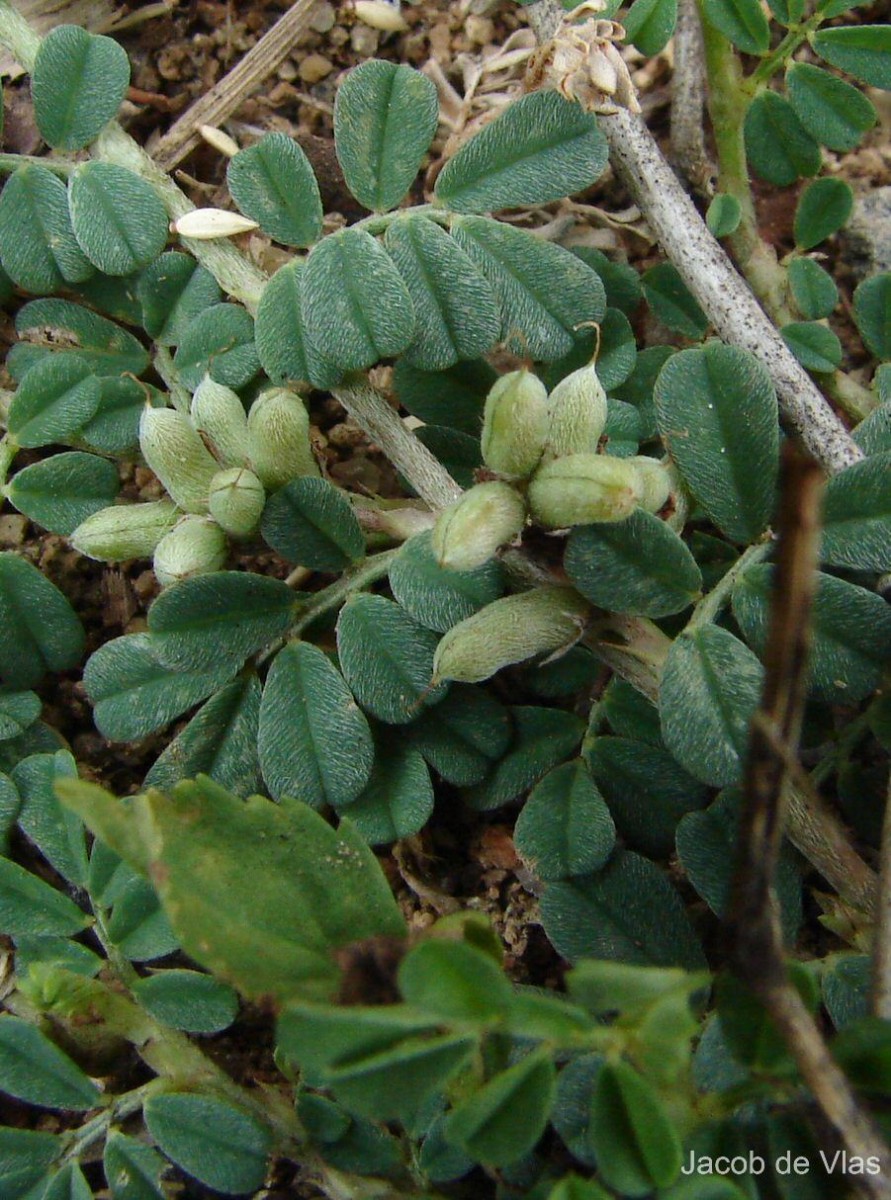 Indigofera linnaei Ali